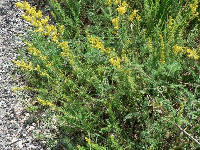 Galium verum (8)