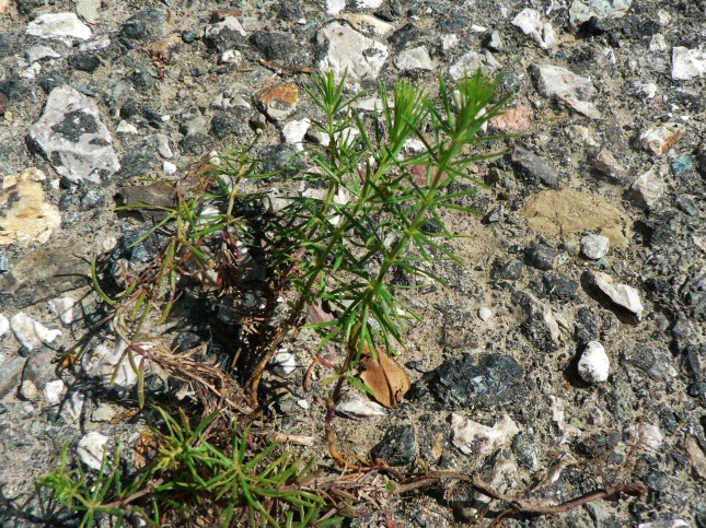 Galium verum (9)