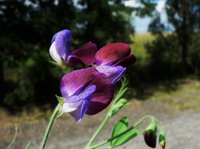 Lathyrus odoratus (1)