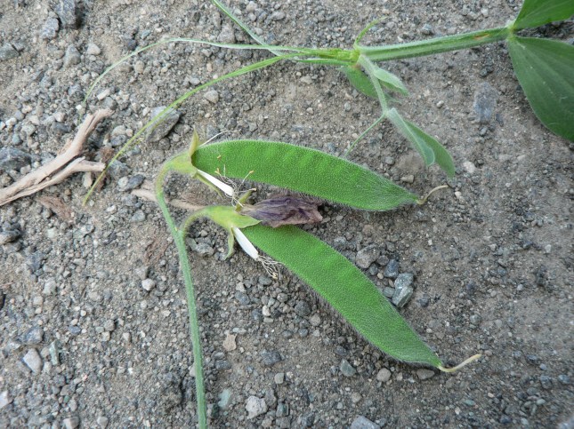 Lathyrus odoratus (10)