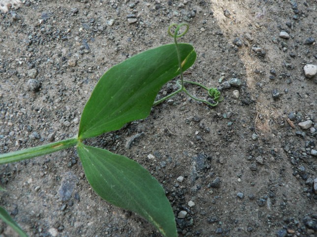 Lathyrus odoratus (11)