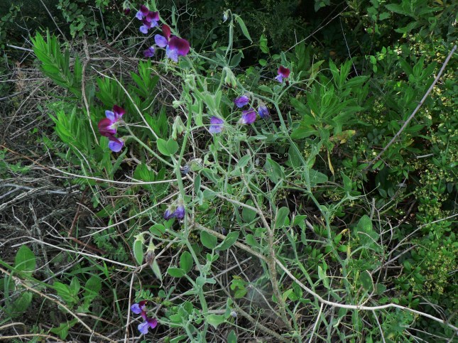 Lathyrus odoratus (2)