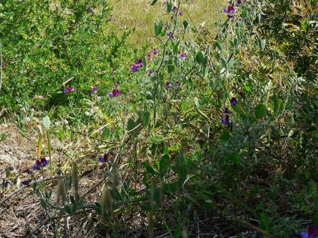 Lathyrus odoratus (3)