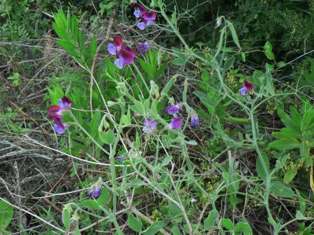 Lathyrus odoratus (4)