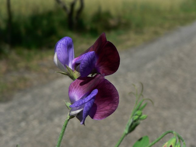 Lathyrus odoratus (5)