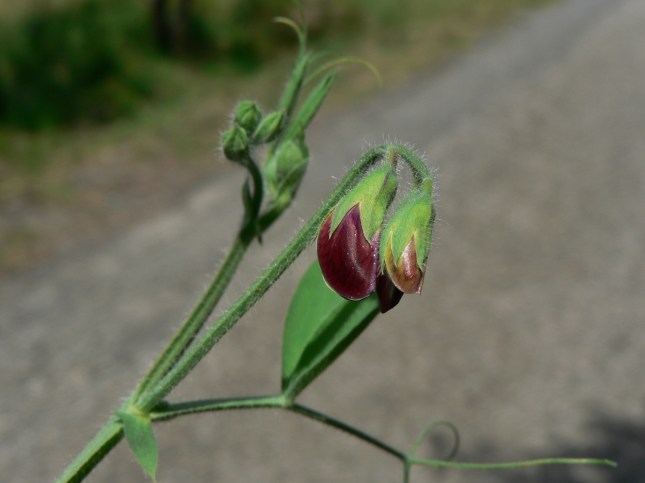 Lathyrus odoratus (7)
