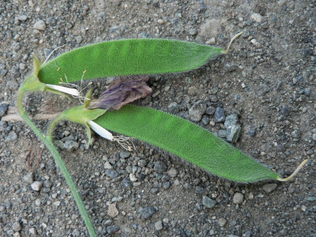 Lathyrus odoratus (8)
