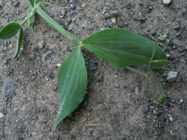 Lathyrus odoratus (9)