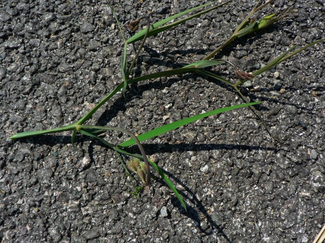 Lathyrus silvestris (1)