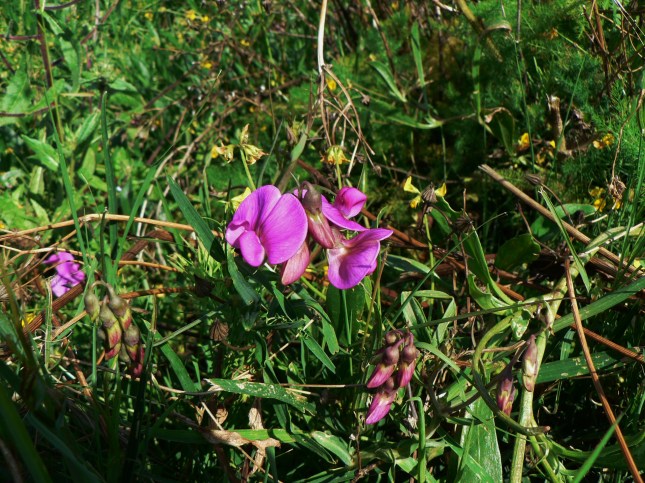 Lathyrus silvestris (2)