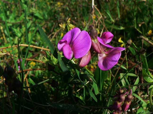 Lathyrus silvestris (3)