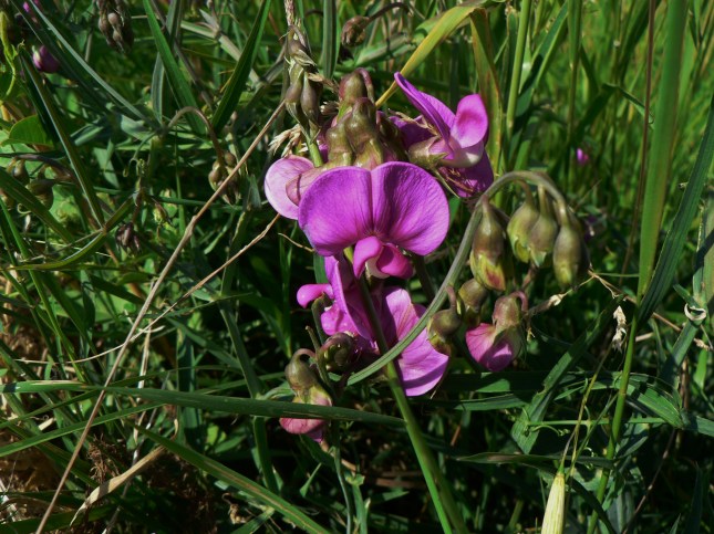 Lathyrus silvestris (4)