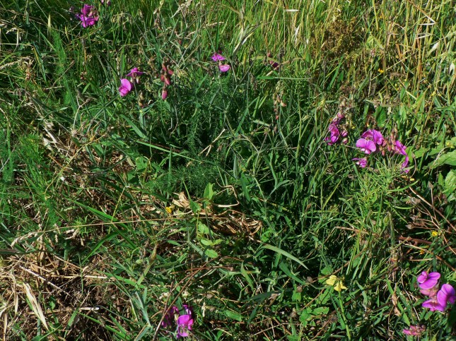 Lathyrus silvestris (5)