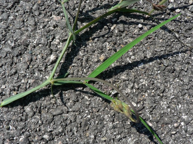 Lathyrus silvestris (6)