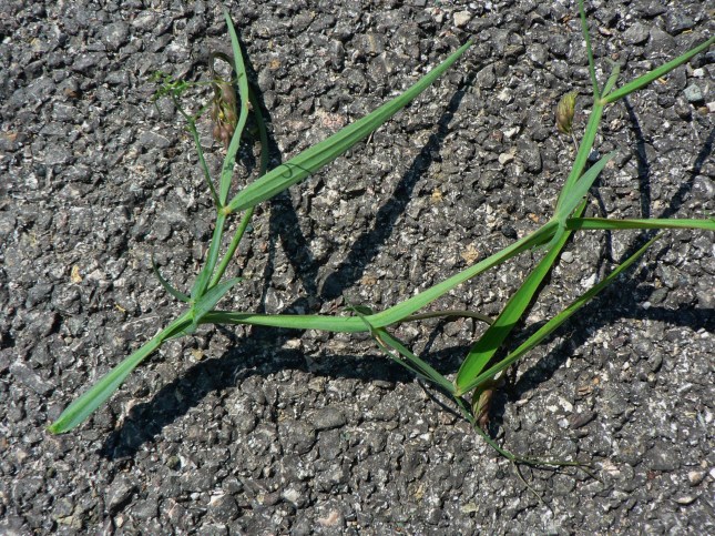 Lathyrus silvestris (7)