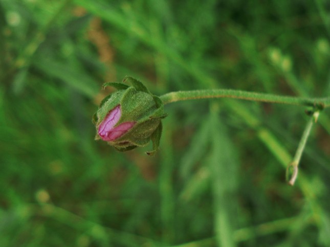 Malva cannabina (1)