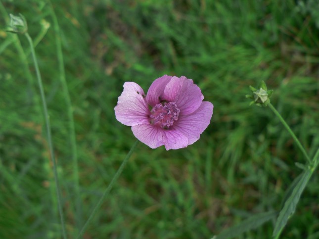 Malva cannabina (3)