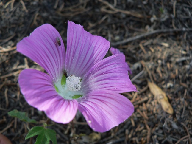 Malva punctata (1)