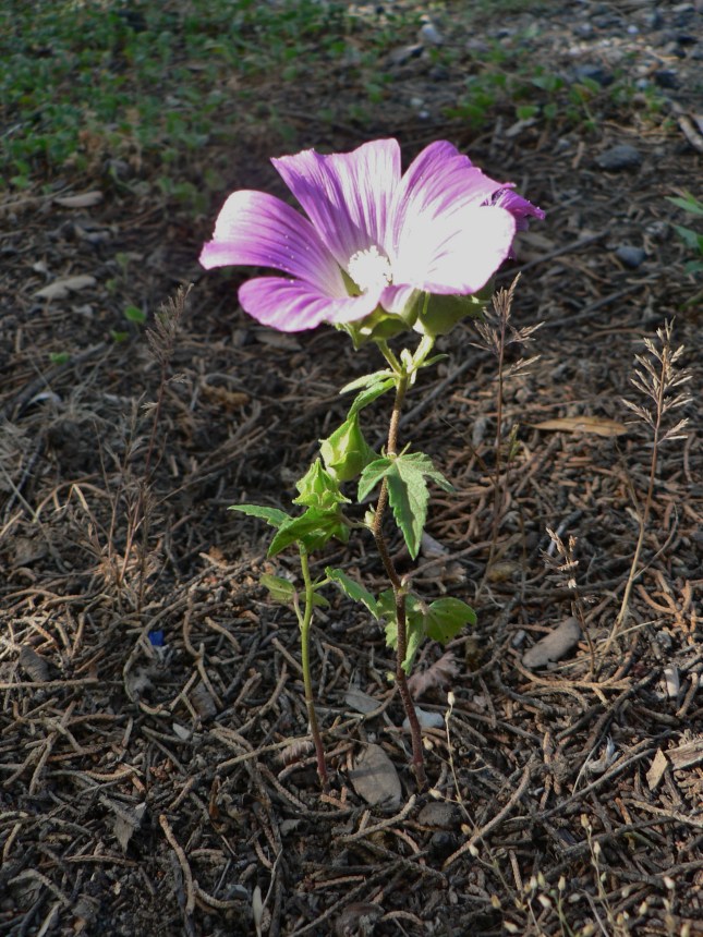 Malva punctata (2)