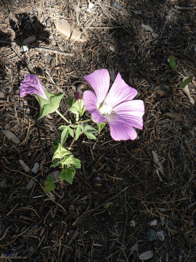 Malva punctata (3)