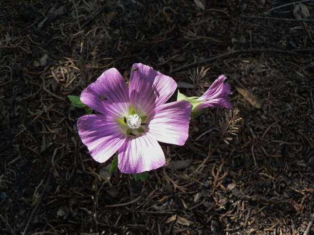 Malva punctata (4)