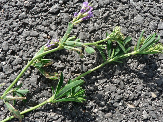 Medicago sativa (1)