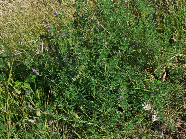 Medicago sativa (2)