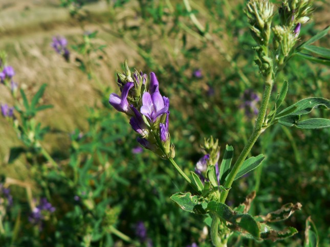 Medicago sativa (3)