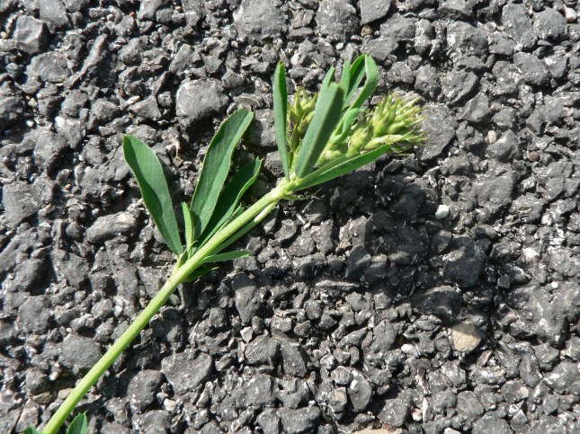 Medicago sativa (4)