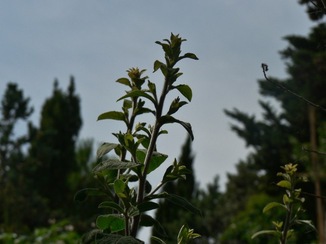 Presunta Composita in osservazione (1)