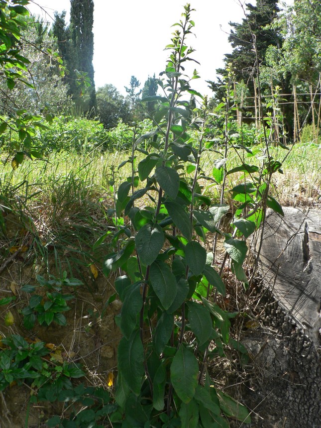 Presunta Composita in osservazione (2)