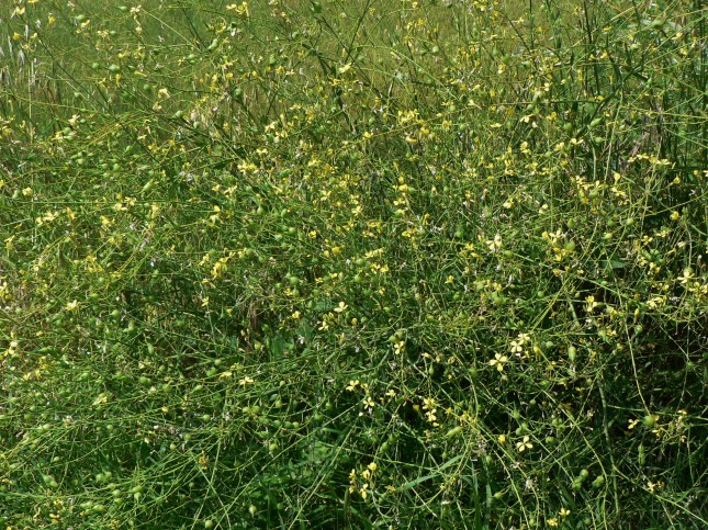 Raphanus raphanistrum (1)