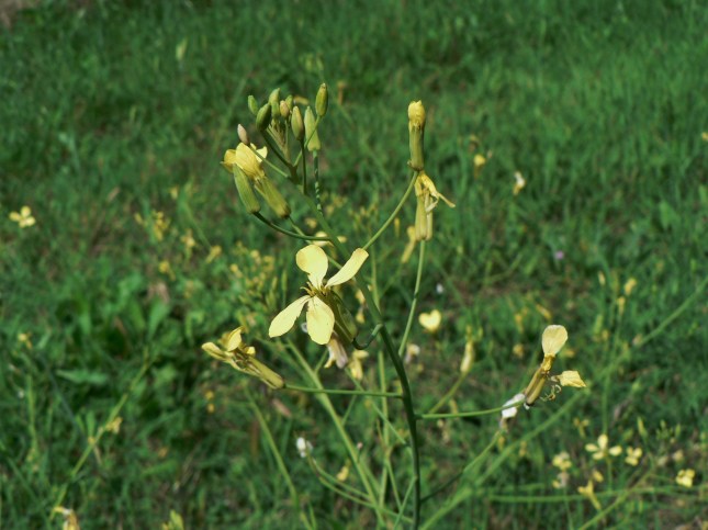 Raphanus raphanistrum (2)