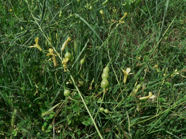 Raphanus raphanistrum (3)