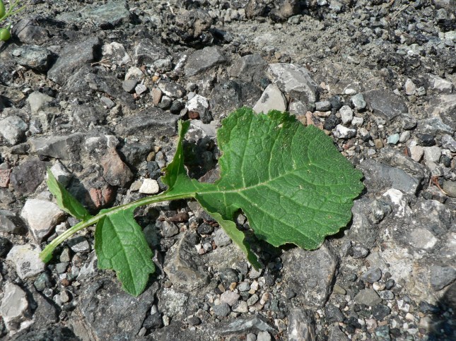 Raphanus raphanistrum (4)