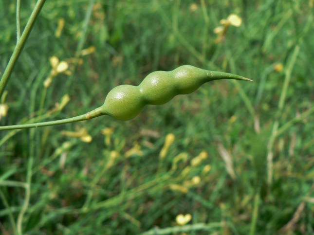 Raphanus raphanistrum (5)