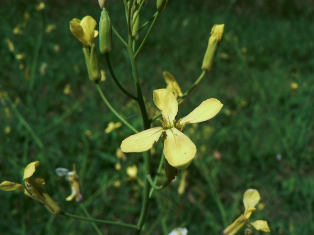 Raphanus raphanistrum (6)