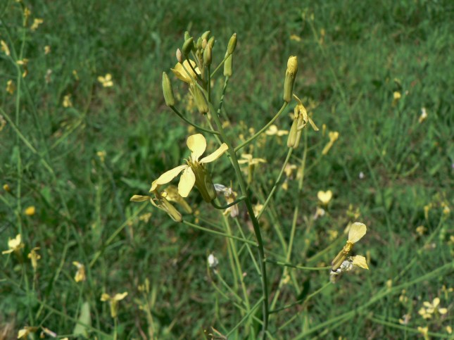 Raphanus raphanistrum (7)