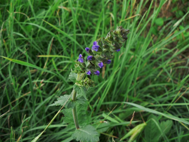 Salvia verbenaca (1)