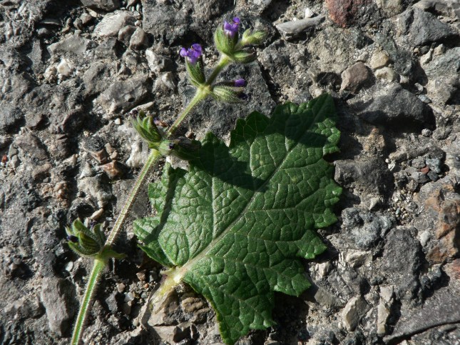 Salvia verbenaca (2)