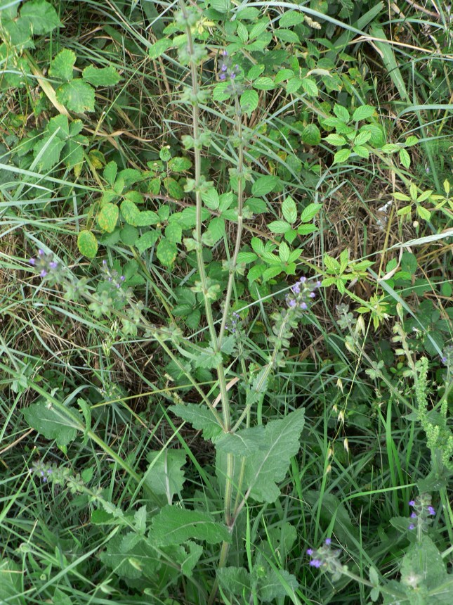 Salvia verbenaca (3)