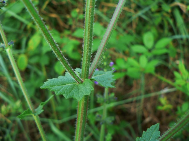 Salvia verbenaca (4)