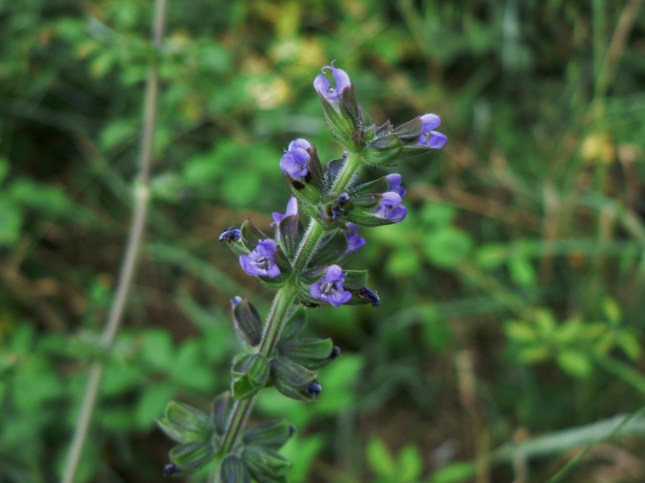 Salvia verbenaca (5)