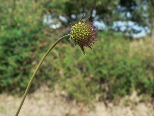 Scabiosa columbaria (1)
