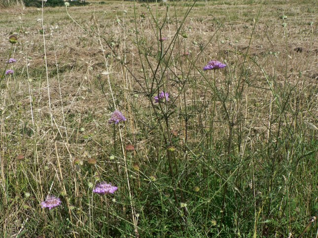 Scabiosa columbaria (2)