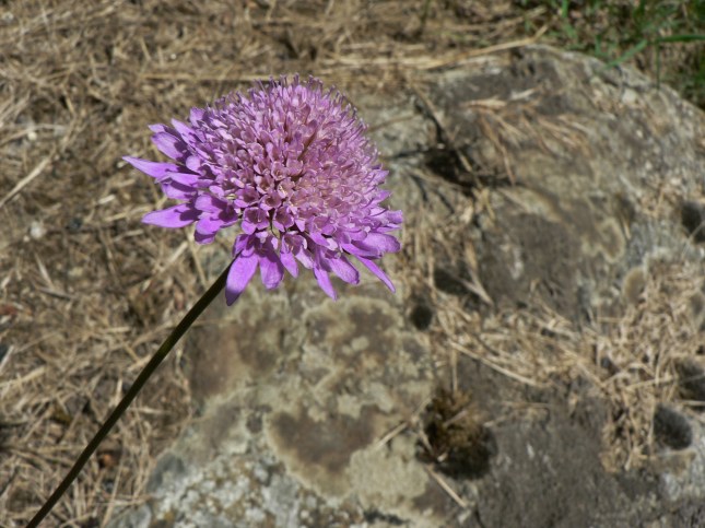 Scabiosa columbaria (3)