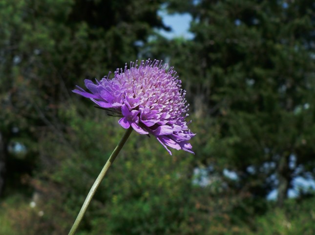 Scabiosa columbaria (5)