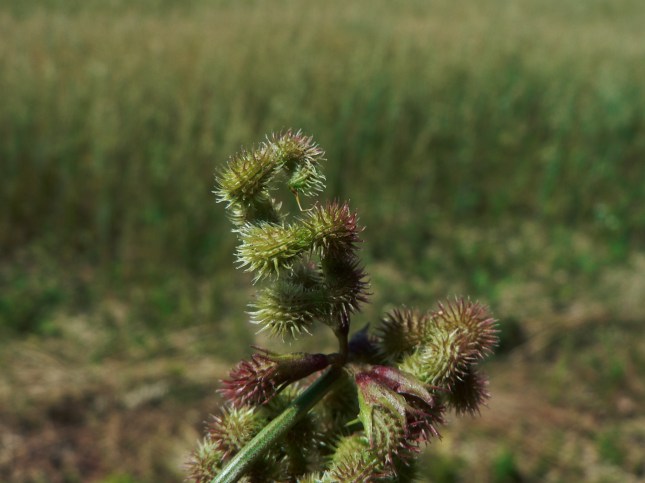 Scorpiurus muricatus - FRUTTO (1)