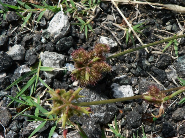 Scorpiurus muricatus - FRUTTO (2)