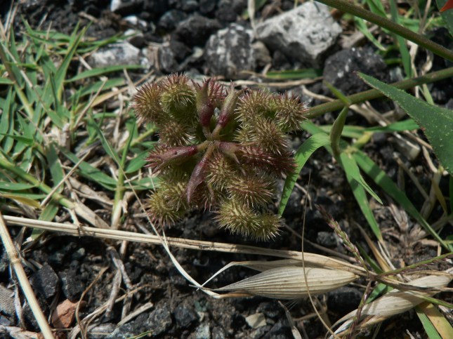 Scorpiurus muricatus - FRUTTO (3)